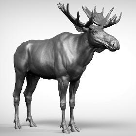 3D Moose model